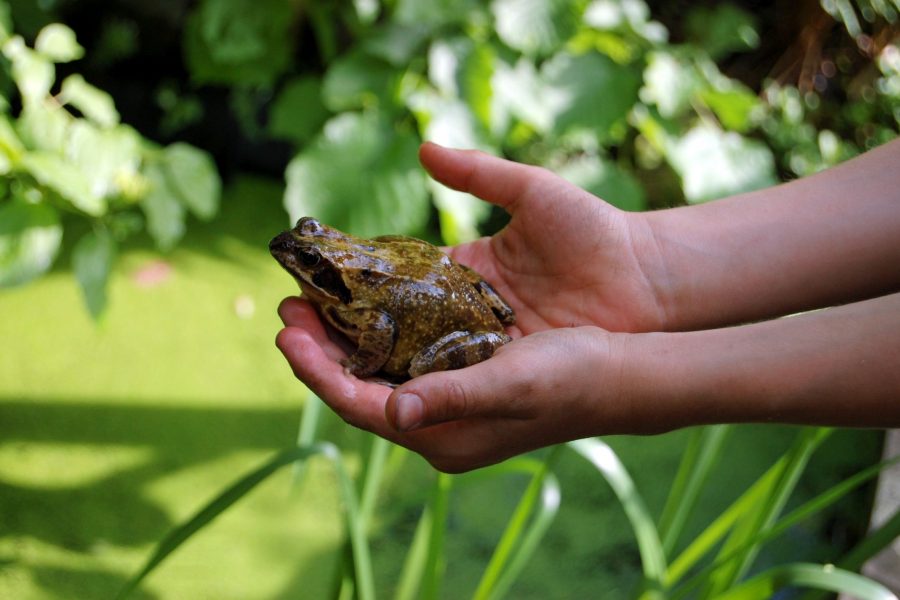 Weitere Bilder zu &quot;Stauden für Tierfreunde&quot; Das Grüne