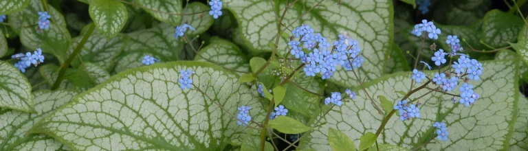 Staude des Jahres 2025: Brunnera – unvergesslicher Blattschmuck samt Blütenschleier