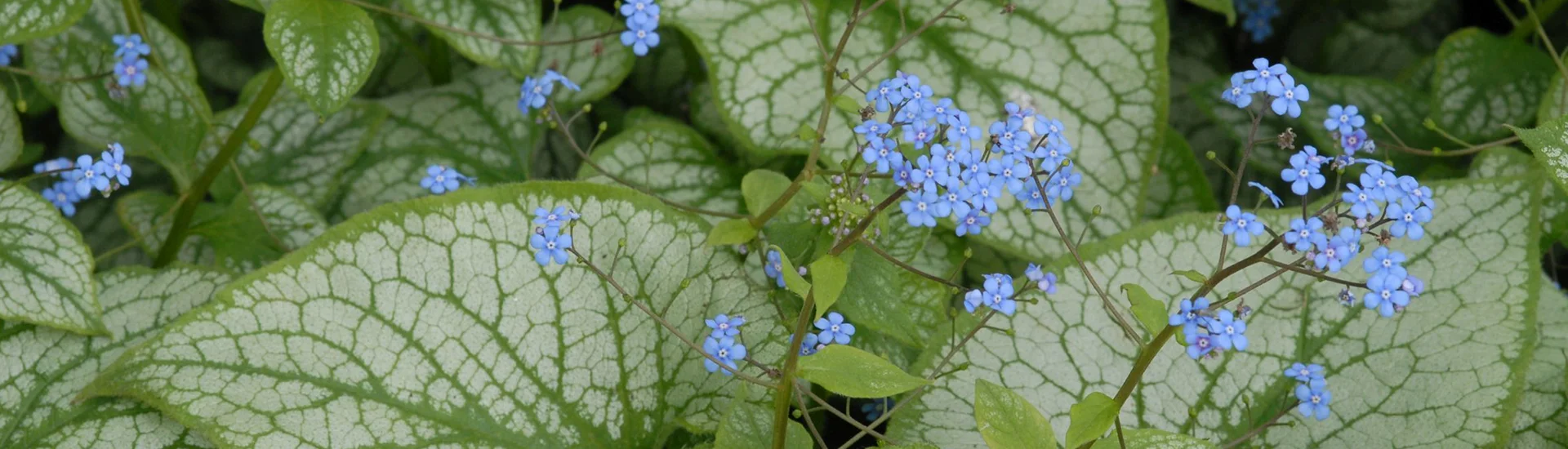 Staude des Jahres 2025: Brunnera – unvergesslicher Blattschmuck samt Blütenschleier